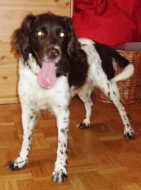 Anka Anka