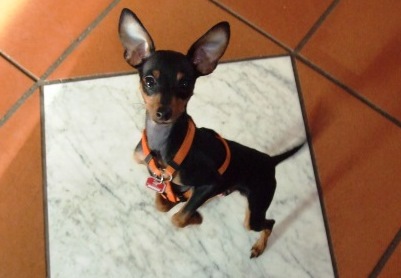 Chico Chico