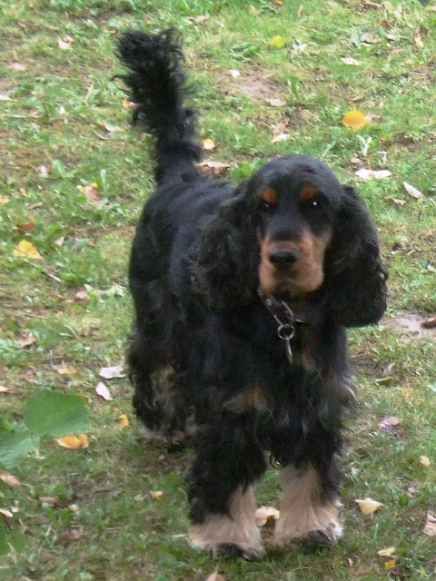 Flynn Flynn