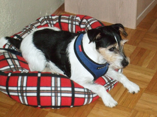 Frieda Frieda