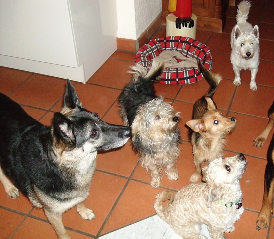 Gina_Cookie_Toffee Gina_Cookie_Toffee