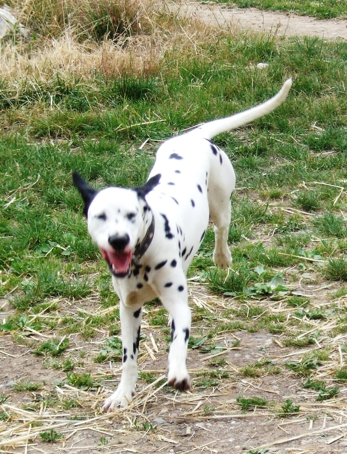 Lili Lili_Hund