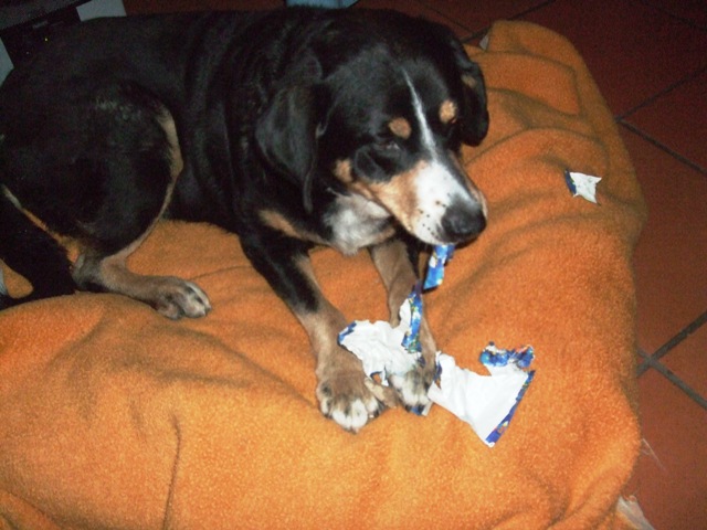 Maddy_Weihnachten Maddy_Weihnachten