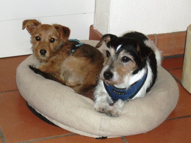 Toffee_Frieda Toffee_Frieda