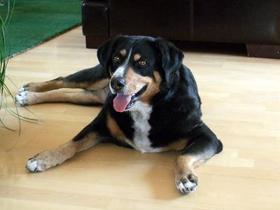 Hundebetreuung in familiärer Umgebung Hundebetreuung in familiärer Umgebung